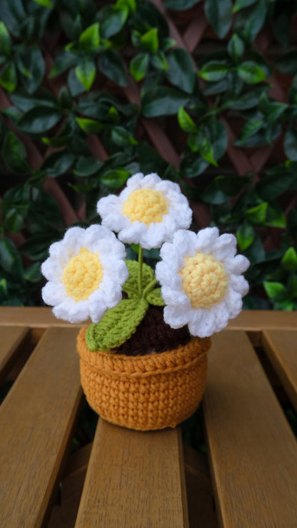 Table Pot